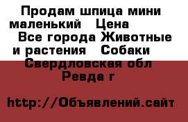 Продам шпица мини маленький › Цена ­ 15 000 - Все города Животные и растения » Собаки   . Свердловская обл.,Ревда г.